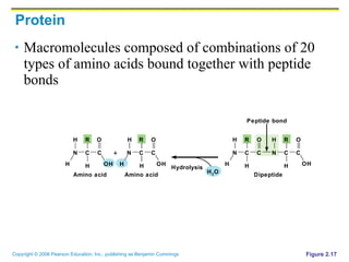 Protein Macromolecules composed of combinations of 20 types of amino acids bound together with peptide bonds Figure 2.17 Amino acid Amino acid Hydrolysis Dipeptide Peptide bond + N H H C R H O N H H C R C C H O H 2 O N H H C R C H O N H C R C H O OH OH OH 