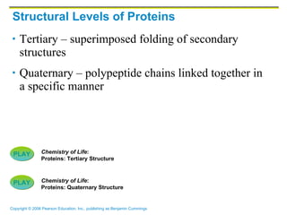 Structural Levels of Proteins Tertiary – superimposed folding of secondary structures Quaternary – polypeptide chains linked together in a specific manner PLAY Chemistry of Life :  Proteins: Quaternary Structure PLAY Chemistry of Life :  Proteins: Tertiary Structure 