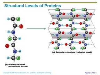 Structural Levels of Proteins Figure 2.18a–c 