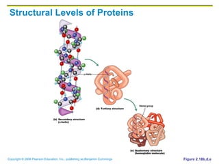 Structural Levels of Proteins Figure 2.18b,d,e 