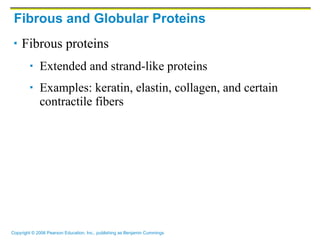 Fibrous and Globular Proteins Fibrous proteins Extended and strand-like proteins  Examples: keratin, elastin, collagen, and certain contractile fibers 