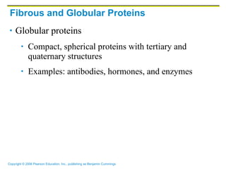 Fibrous and Globular Proteins Globular proteins  Compact, spherical proteins with tertiary and quaternary structures Examples: antibodies, hormones, and enzymes 