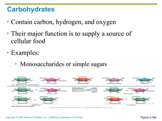 Carbohydrates Contain carbon, hydrogen, and oxygen Their major function is to supply a source of cellular food Examples: Monosaccharides or simple sugars Figure 2.14a 