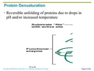 Protein Denuaturation Reversible unfolding of proteins due to drops in pH and/or increased temperature Figure 2.19a 
