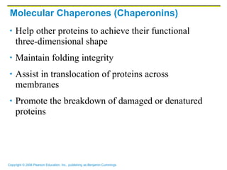 Molecular Chaperones (Chaperonins) Help other proteins to achieve their functional three-dimensional shape Maintain folding integrity Assist in translocation of proteins across membranes Promote the breakdown of damaged or denatured proteins 