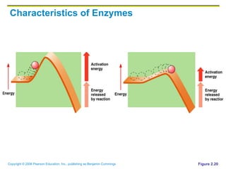 Characteristics of Enzymes Figure 2.20 