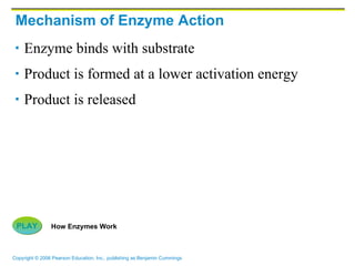 Mechanism of Enzyme Action Enzyme binds with substrate Product is formed at a lower activation energy Product is released PLAY How Enzymes Work 
