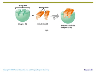 Figure 2.21 Active site Amino acids Enzyme (E) Enzyme-substrate complex (E-S) Substrates (S) H 2 O + 