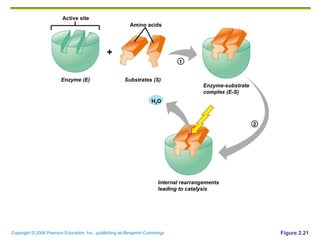 Figure 2.21 Active site Amino acids Enzyme (E) Enzyme-substrate complex (E-S) Internal rearrangements leading to catalysis Substrates (S) H 2 O + 