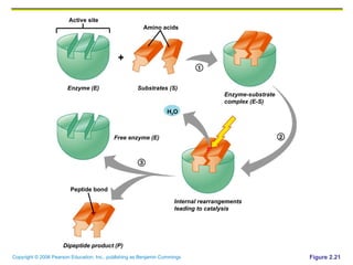 Figure 2.21 Active site Amino acids Enzyme (E) Enzyme-substrate complex (E-S) Internal rearrangements leading to catalysis Dipeptide product (P) Free enzyme (E) Substrates (S) Peptide bond H 2 O + 