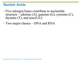 Nucleic Acids Five nitrogen bases contribute to nucleotide structure – adenine (A), guanine (G), cytosine (C), thymine (T), and uracil (U) Two major classes – DNA and RNA 