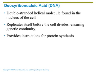 Deoxyribonucleic Acid (DNA) Double-stranded helical molecule found in the nucleus of the cell Replicates itself before the cell divides, ensuring genetic continuity Provides instructions for protein synthesis 