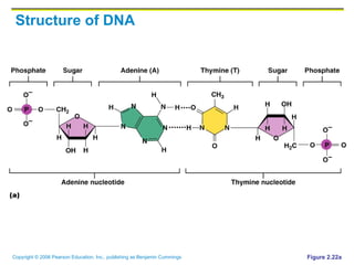 Structure of DNA Figure 2.22a 