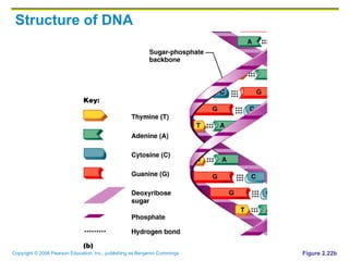 Structure of DNA Figure 2.22b 