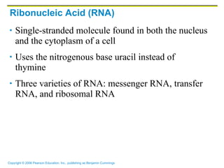 Ribonucleic Acid (RNA) Single-stranded molecule found in both the nucleus and the cytoplasm of a cell Uses the nitrogenous base uracil instead of thymine Three varieties of RNA: messenger RNA, transfer RNA, and ribosomal RNA 
