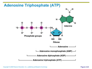 Adenosine Triphosphate (ATP) Figure 2.23 