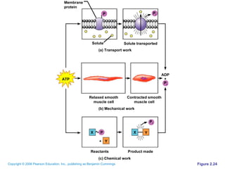 Figure 2.24 Solute Solute transported Contracted smooth muscle cell Product made Relaxed smooth muscle cell Reactants Membrane protein P P i ATP P X X Y Y + (a) Transport work (b) Mechanical work (c) Chemical work P i P i + ADP 