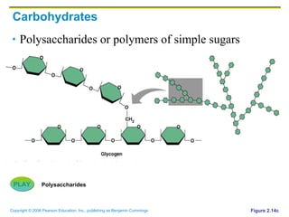 Carbohydrates Polysaccharides or polymers of simple sugars Figure 2.14c PLAY Polysaccharides 