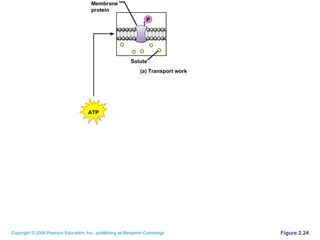 Figure 2.24 Solute Membrane protein P ATP (a) Transport work 