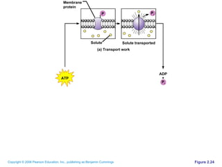 Figure 2.24 Solute Solute transported Membrane protein P P i ATP (a) Transport work P i + ADP 