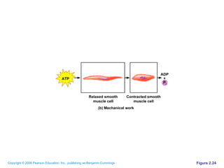 Figure 2.24 Contracted smooth muscle cell Relaxed smooth muscle cell ATP (b) Mechanical work P i + ADP 