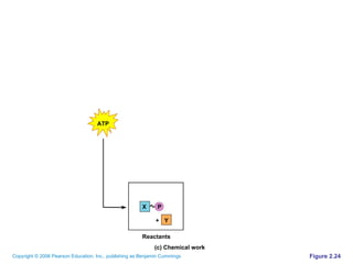 Figure 2.24 Reactants ATP P X Y + (c) Chemical work 