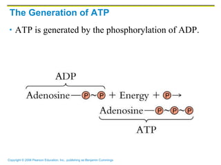 The Generation of ATP ATP is generated by the phosphorylation of ADP. 