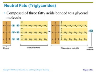 Neutral Fats (Triglycerides) Composed of three fatty acids bonded to a glycerol molecule Figure 2.15a 