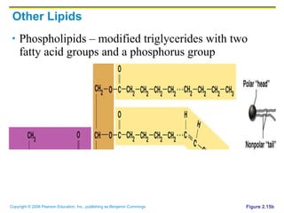Other Lipids Phospholipids – modified triglycerides with two fatty acid groups and a phosphorus group Figure 2.15b 