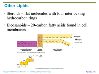 Other Lipids Steroids – flat molecules with four interlocking hydrocarbon rings Eicosanoids – 20-carbon fatty acids found in cell membranes Figure 2.15c 