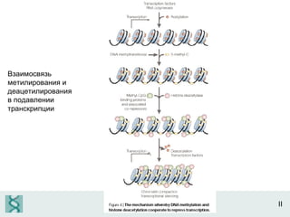 II Взаимосвязь метилирования и деацетилирования в подавлении транскрипции 