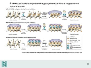 II Взаимосвязь метилирования и деацетилирования в подавлении транскрипции 