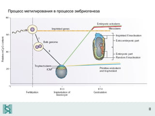 II Процесс метилирования в процессе эмбриогенеза 