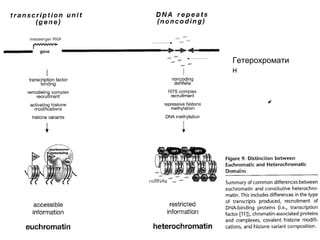 Гетерохроматин 