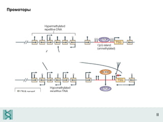 II Промоторы 