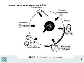 II de novo  метиляция чужеродной ДНК 