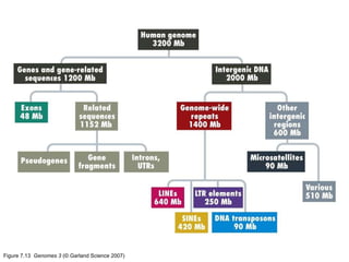 Figure 7.13  Genomes 3  (© Garland Science 2007) 