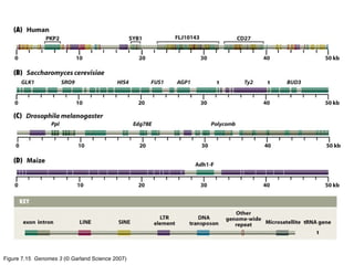 Figure 7.15  Genomes 3  (© Garland Science 2007) 