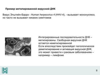 II Пример метилированной вирусной ДНК   Вирус Эпштейн-Барра -   Human herpesvirus 4  (HHV-4),  - вызывает мононуклеоз, но часто не вызывает никаких симптомов Интегрированные последовательности ДНК – метилированы. Свободная вирусная ДНК остается неметилированной Если впоследствии произойдет патологическое деметилирование и активация вирусной ДНК, это может привести к раковым заболеваниям – например – лимфоме  