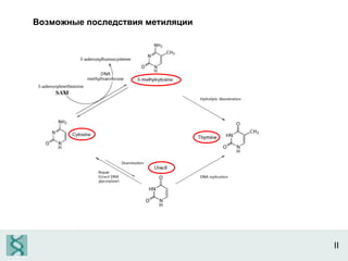 II Возможные последствия метиляции SAM 