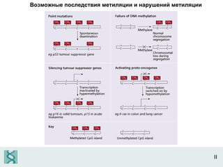 II Возможные последствия метиляции и нарушений метиляции 