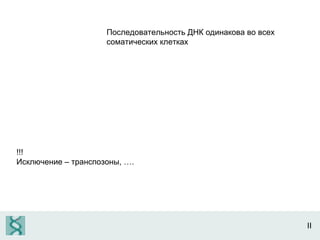 II Последовательность ДНК одинакова во всех соматических клетках !!! Исключение – транспозоны, …. 