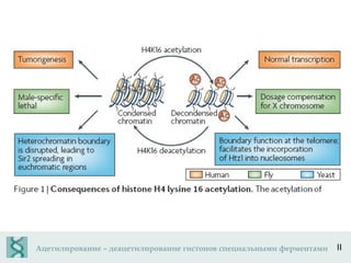 Ацетилирование – деацетилирование гистонов специальными ферментами II 