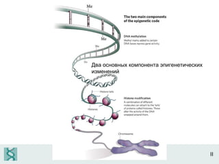 II Два основных компонента эпигенетических изменений 