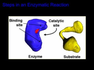 Steps in an Enzymatic Reaction
 
