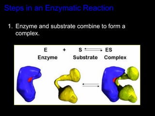 Steps in an Enzymatic Reaction

1.  Enzyme and substrate combine to form a
    complex.
 