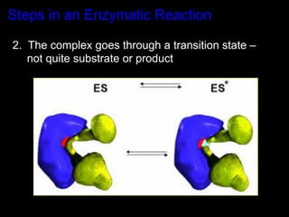 Steps in an Enzymatic Reaction

2. The complex goes through a transition state –
   not quite substrate or product
 