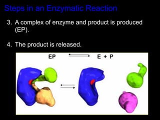 Steps in an Enzymatic Reaction
3.  A complex of enzyme and product is produced
    (EP).

4.  The product is released.
 