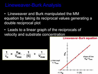 Lineweaver-Burk Analysis
•  Lineweaver and Burk manipulated the MM
equation by taking its reciprocal values generating a
double reciprocal plot
•  Leads to a linear graph of the reciprocals of
velocity and substrate concentration
 