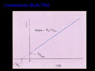 Lineweaver-Burk Plot
 